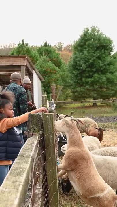 People Feeding Animals