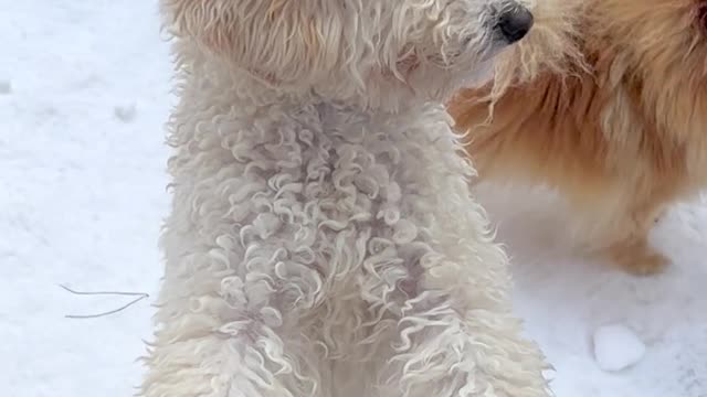 Cute dogs playing in the snow happily