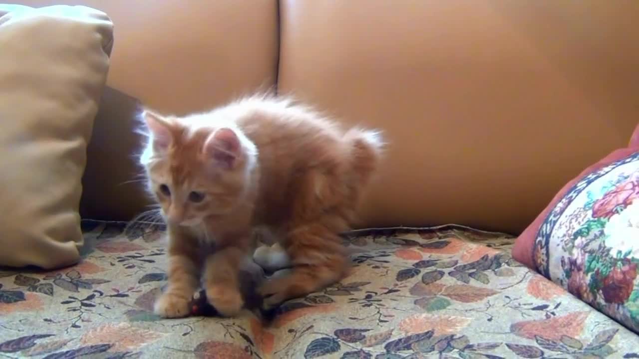 Animal Funny vidoe