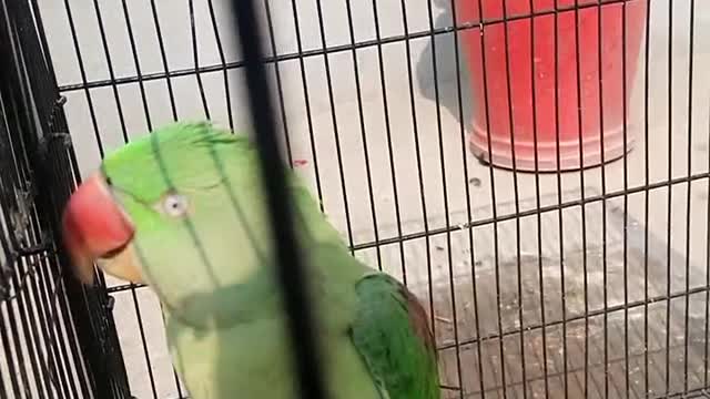 parrot in angry mood