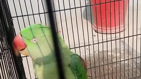 parrot in angry mood