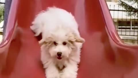 Cute Dog Sliding