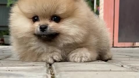 Cute puppy 😃