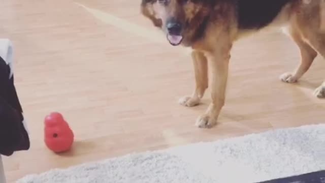 German shepherd plays with kong toy