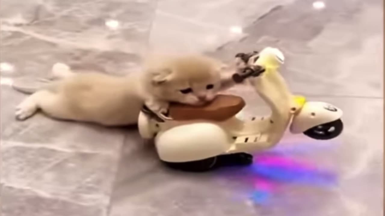 Cute cat funny riding 🤣🤣🤣