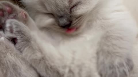 Sleeping Kitten's Tiny Tongue Blep