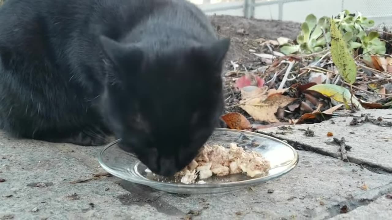 20231230 161554 Tux Eating