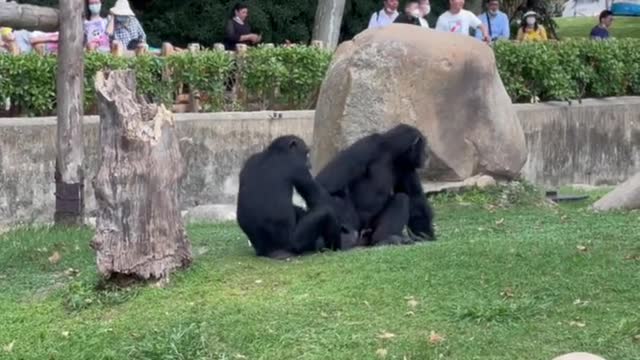 The black monkey