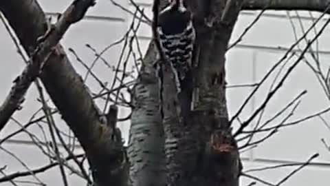 Woodpecker photographed in the morning