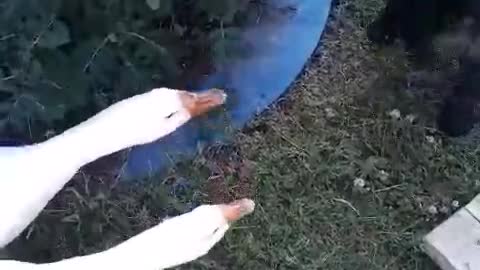 Dog Has a Goose for a Masseuse