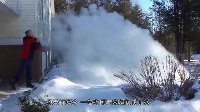 duck on snow