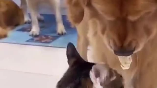 Cats and dogs eat delicious food together