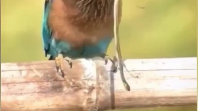 Bird eats snake aliveAmazing wildlife video