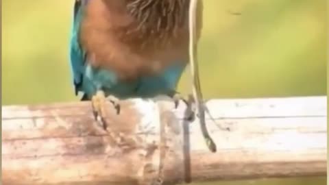 Bird eats snake aliveAmazing wildlife video