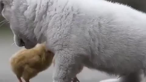 Cute Puppy playing with chicks.