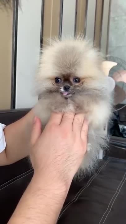 Cutest baby Dog Videos | Cutest Puppy moment #Shorts