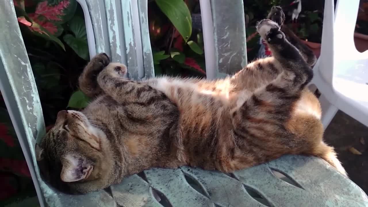 Sleep cate