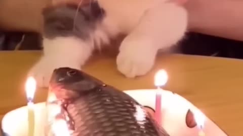 Cat Birthday Celebration