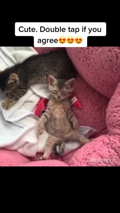 Cats and dogs _ cats meowing _ cats funny videos #shorts