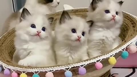 Cute cat funny video