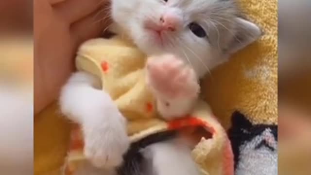 Baby Cats - Cute and Funny Baby Cat Videos Compilation