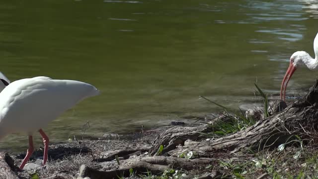 clip of White Faced Ibis Bird