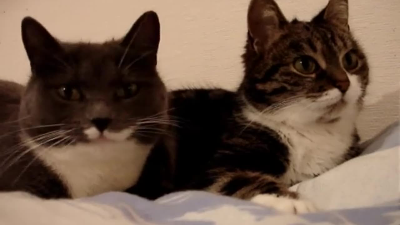 The two talking cats