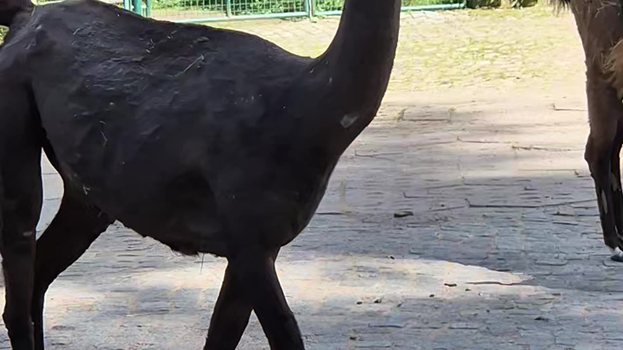 Unique animals