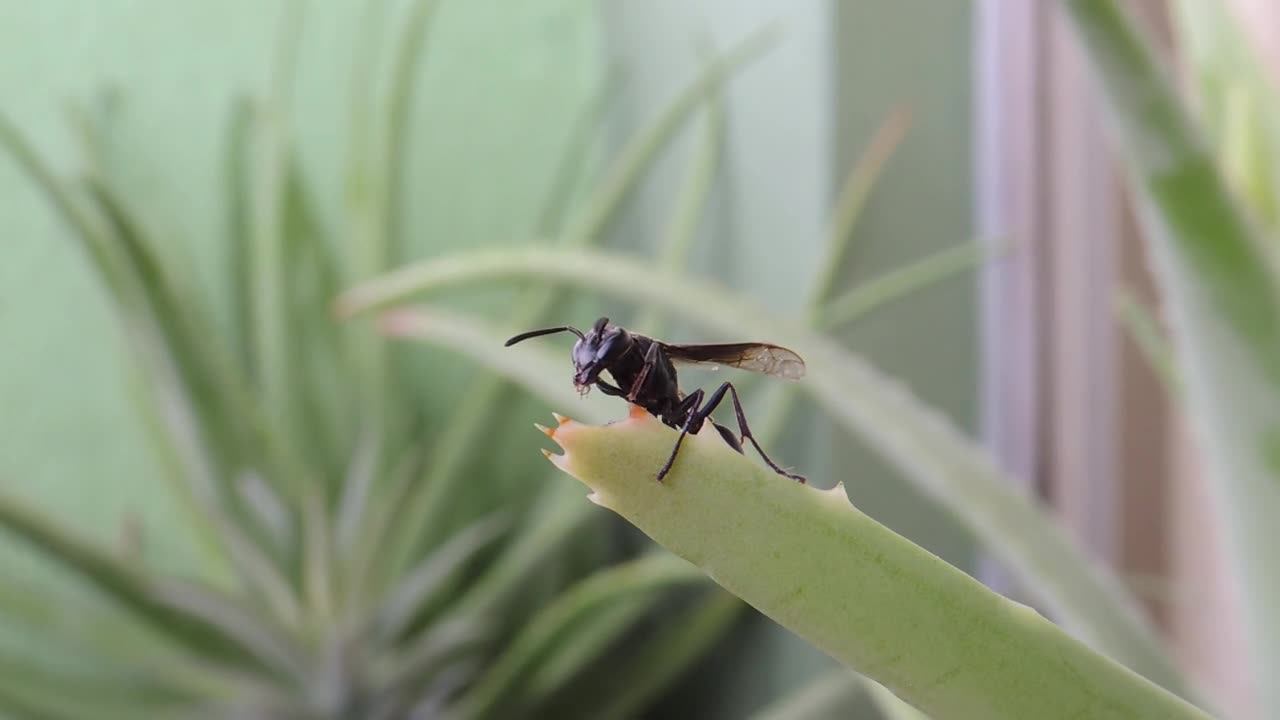 Garden wasps