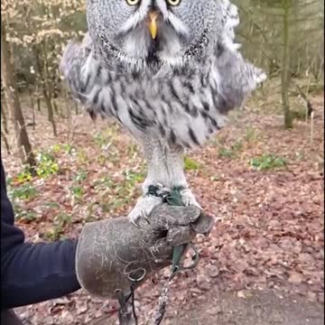 Bartkauz Elvis 🦉😊