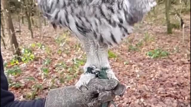 Bartkauz Elvis 🦉😊