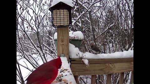 Birds on the feeder this cold and snowy morning