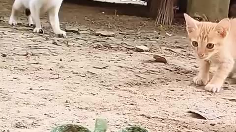 Cute cat vs sneak