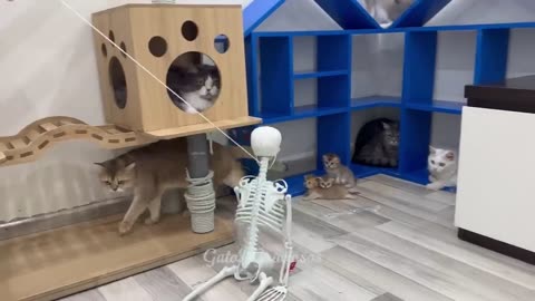 Funniest kittens video