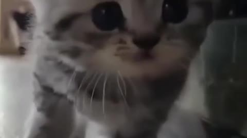 Curious Cat ( Part 2)