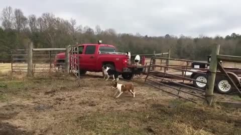 Training dogs to guard cows