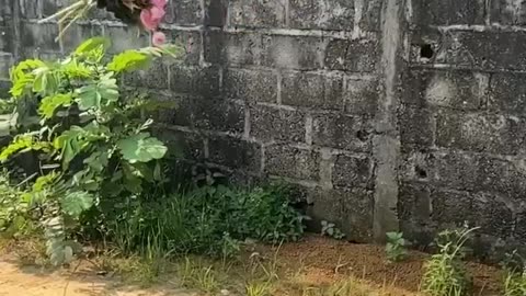 best funny video : wedding in the dream