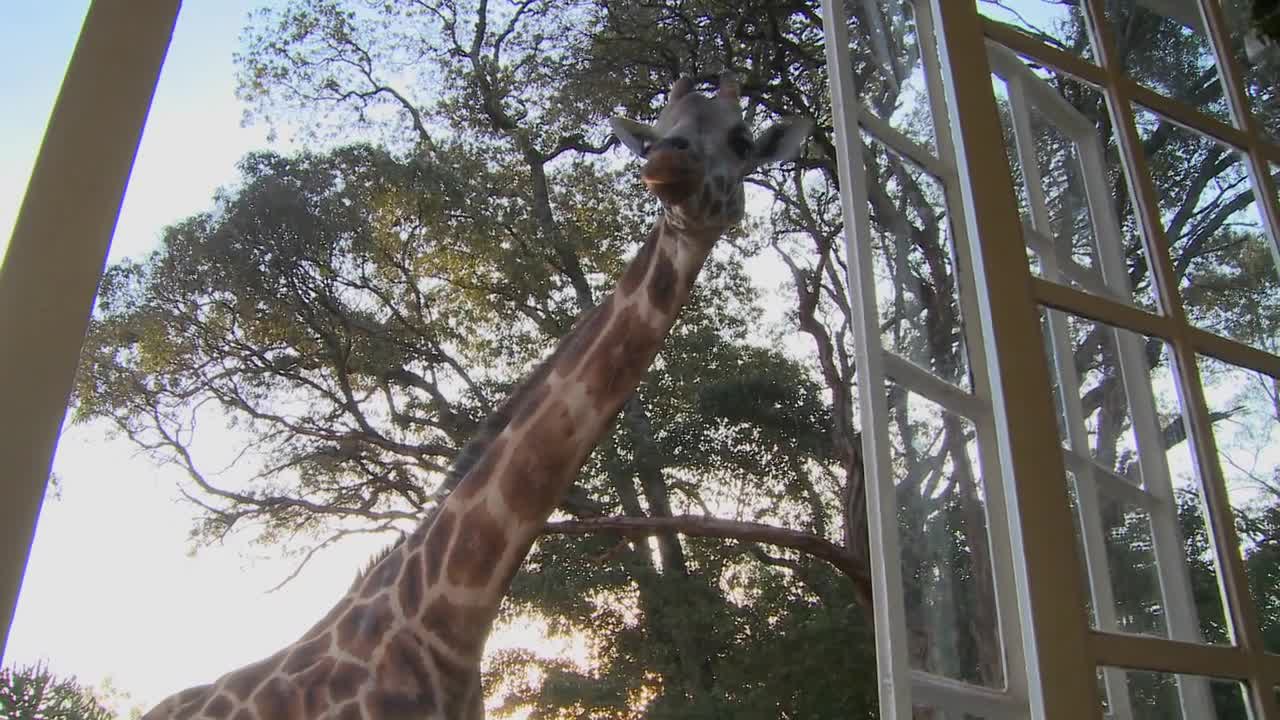 Giraffes mill around outside an old mansion in Kenya