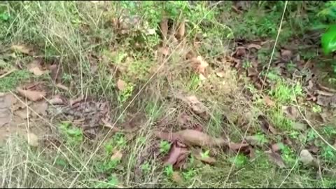 Pangolin rescued from smugglers in India