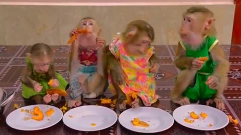 They are Clever and Lovely #monkeys #pets #animals #funny #Adorable Monkeys #AdorableMonkeys #29