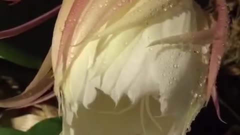 The most beautiful Epiphyllum