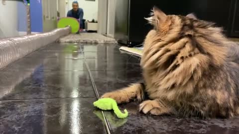 Cat plays fetch! Loki the Siberian Cat playtime