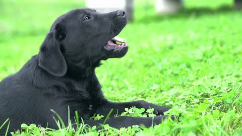 Black Labrador biting bone