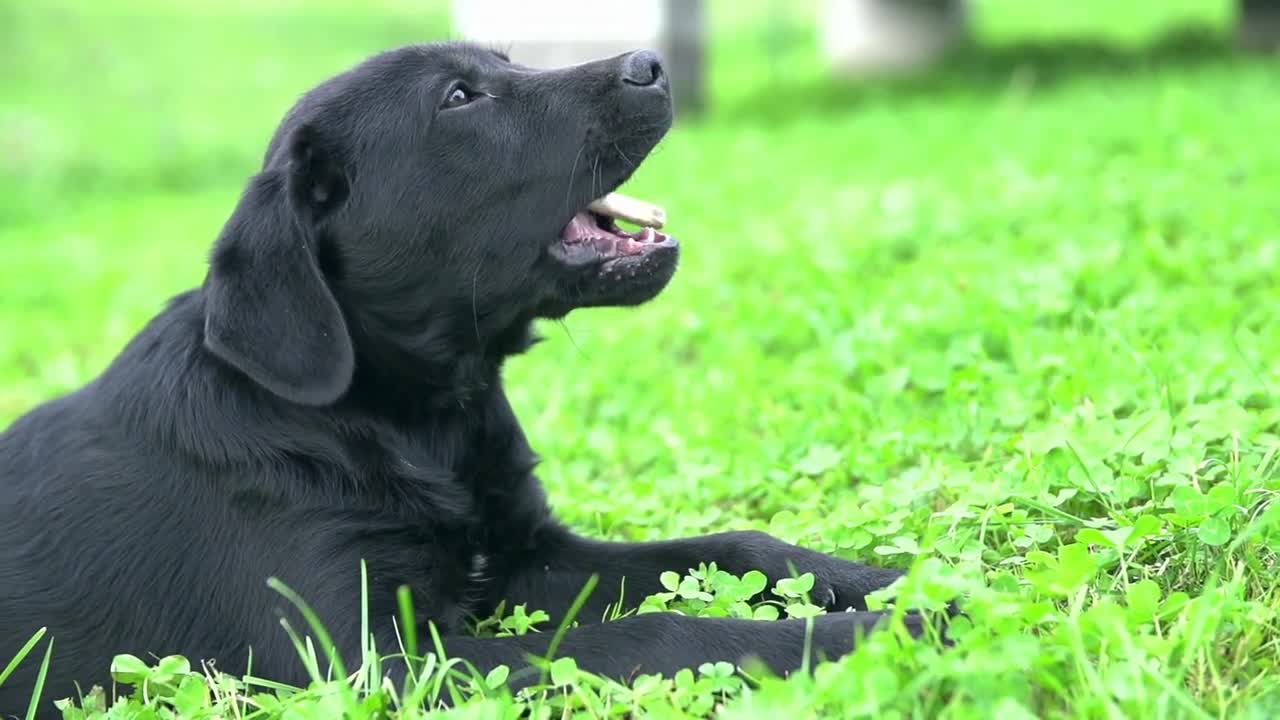 Black Labrador biting bone