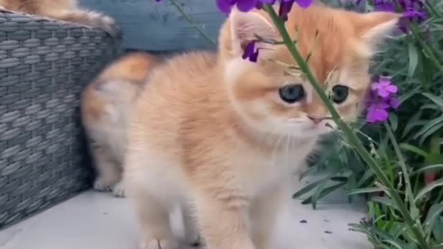 Come closer funny cat videos