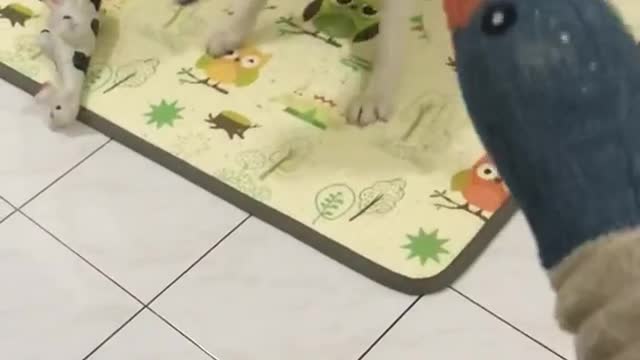how to take care of a dog even invites jokes to make you laugh
