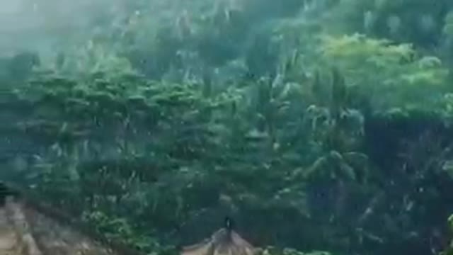 Massive Rain In Jungle