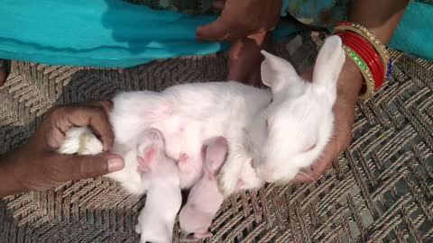 rabbits feeding their babies