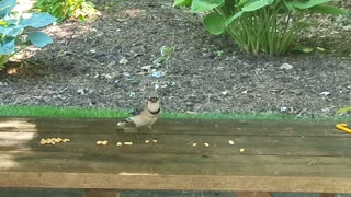 A cute Blue jay eats several peanuts at once