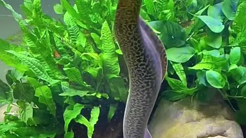 Animal video